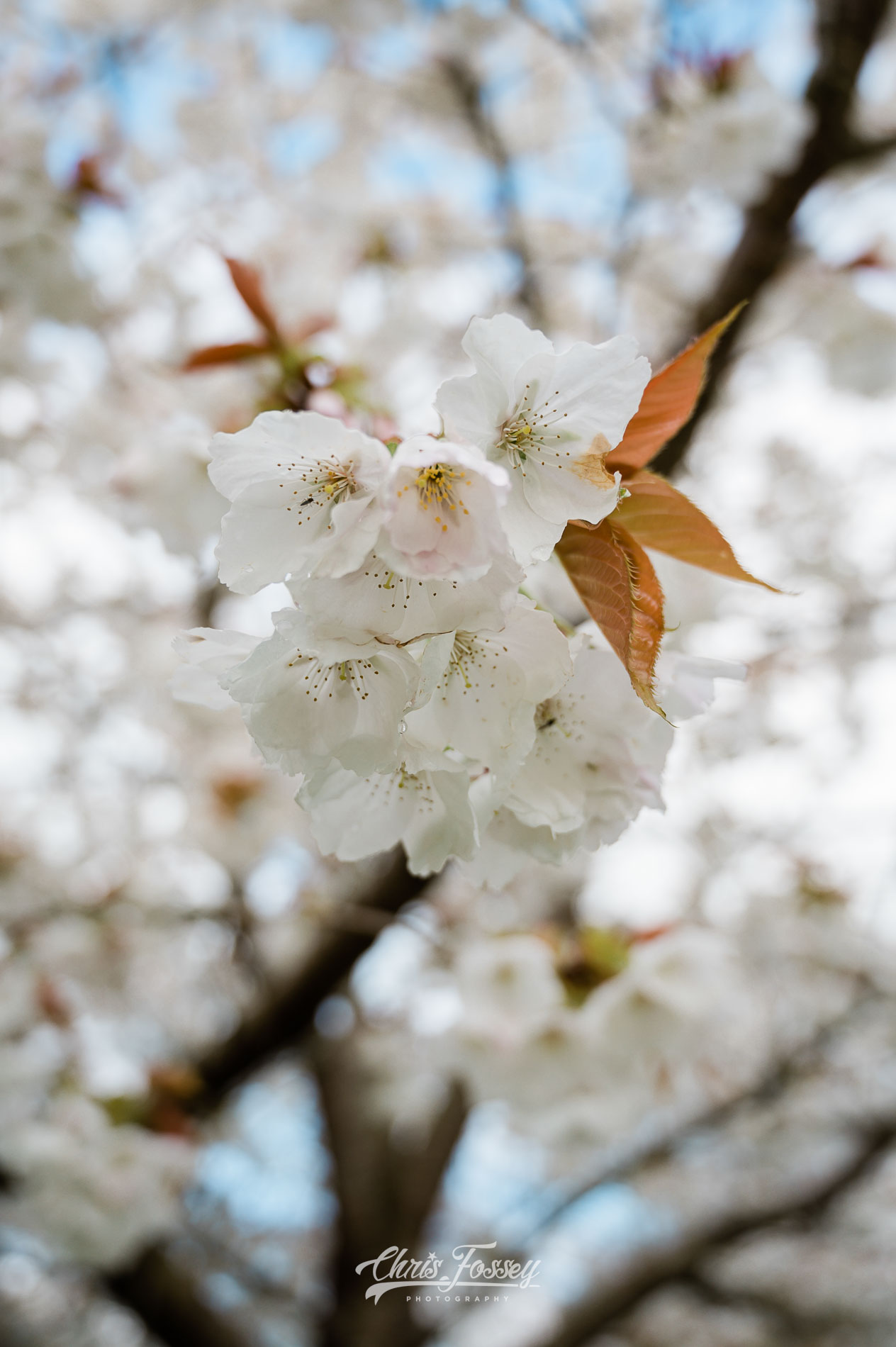 Ardencote Wedding Photographer Chris Fossey Photography Warwickshire